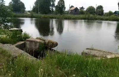 Белая берет свое